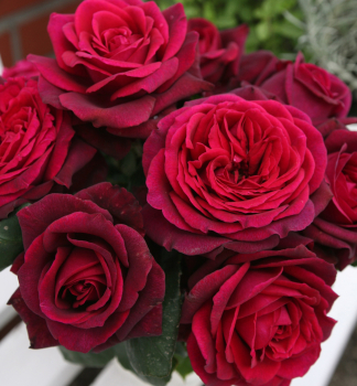Duftende Buschrose GRFIN DIANA ***** ADR, Kordes 2012, Cont. 2 l