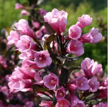 Obr�zok (4)