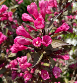 Vajgela-Blume �PURPUREA� 30-40 cm, Cont. 2 l