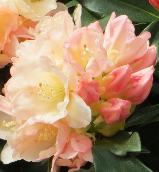 Rhododendron �GOLDEN TORCH� 10-15 cm, Cont. 1,3 l