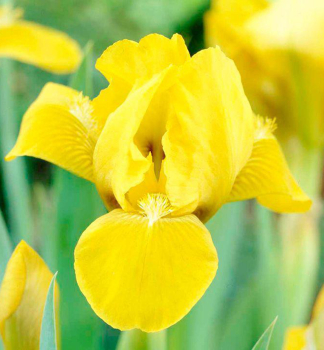 Zwerg-Schwertlilie �CACHE OF GOLD� Cont. 1 l