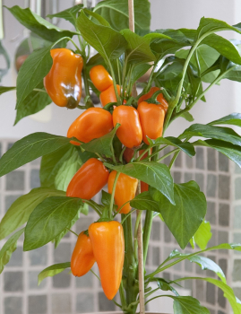 Paprika �SWEET PLEASURE ORANGE�, kont. 1 l