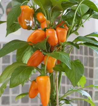 Paprika �SWEET PLEASURE ORANGE�, kont. 1 l