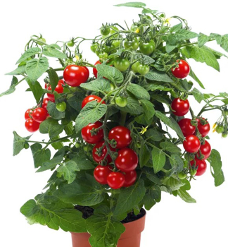 Tomatenbalkon STRONGBOY RED Fortsetzung. 1 l