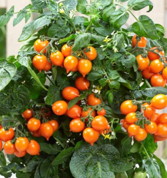 Balkontomate 'TALITA ORANGE', Inhalt 1 l