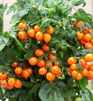 Balkontomate 'TALITA ORANGE', Inhalt 1 l