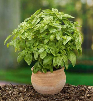 Basilikum �BARISTO�, Cont. 1 l