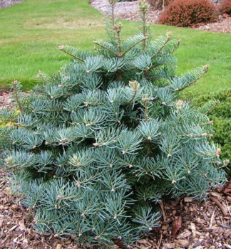 Colorado-Tanne HEXE 20-30 cm, Cont. 5 l