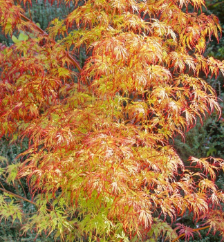 Fcherahorn 'ORANGE LACE' 40-50 cm, Cont. 2,5 l