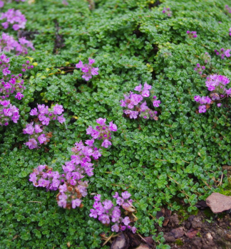 Frhblhender Thymian MINOR Cont. 0,5 l