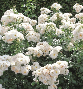 Rose MARTIN LUTHER ROSE ** Tantau, ADR, Cont. 2 l