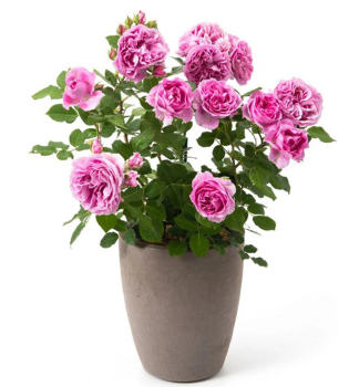 Rose LILAC TOPAZ' * Tantau, Cont. 2 l