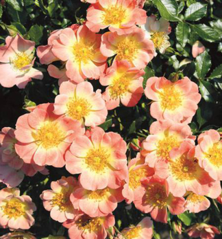 Bodendeckerrose BIENENWEIDE APRICOT ** Tantau, Cont. 2 l