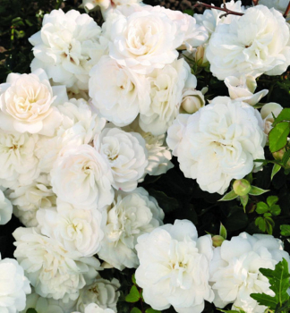 Zwergrose WHITE BABYFLOR * Tantau, Cont. 2 l