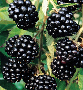 Dornenlose Brombeere BLACK SATIN 30-40 cm, Cont. 1 l