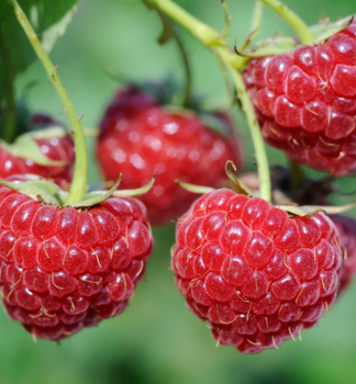 Himbeere �ZEWA III� 30-40 cm, Cont. 2 l