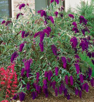 Sommerflieder NANHO PURPLE, Cont. 3 l