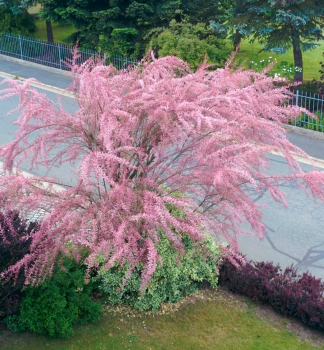 Tamariske, 50-60 cm, Cont. 2,5 l