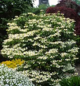 Japanischer Schneeball �SUMMER SNOWFLAKE� 30-40 cm, Cont. 2,5 l