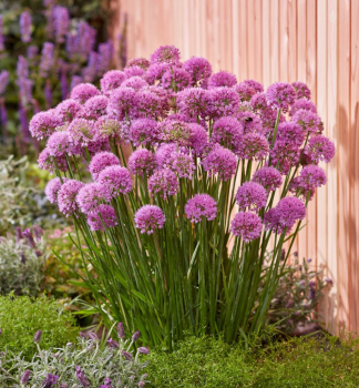 Allium �SERENDIPITY� Cont. 1 l