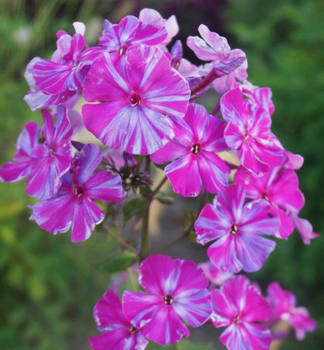 Flammenblume AUTUMN JOY Cont. 1 l