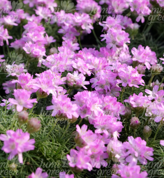 Obr�zok (7)