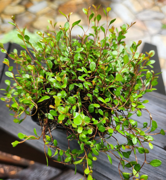 Obr�zok (3)