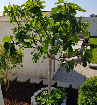 Feigebaum �BROWN TURKEY� auf Stamm 120 cm, Cont. 12 l