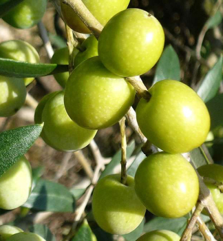 Olivenbaum CHALKIDIKI 70-80 cm, wurzelnackt