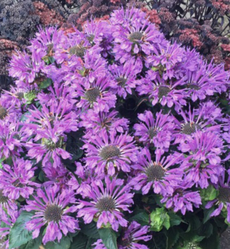 Indianernessel �BEE�PRETTY�, Cont. 0,5 l