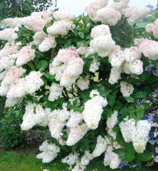Rispenhortensie GRANDIFLORA 10-15 cm, Cont. 1,4 l