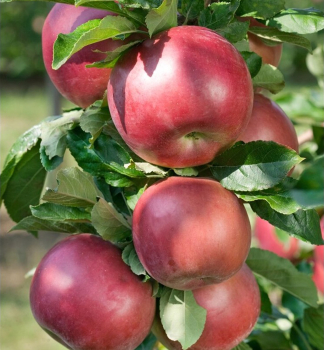 Apfel 'IDARED', Unterl. M9, 120-140 cm, Cont. 3 l