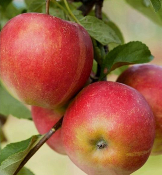 Apfel MELODIE Unterl. M26, wurzelnackt