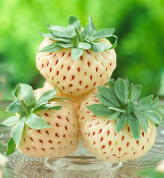 Erdbeere �BIANCA', Cont. 0,5 l