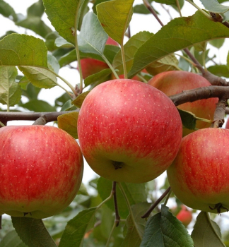 Apfel RUBN Unterlage M26, wurzelnackt