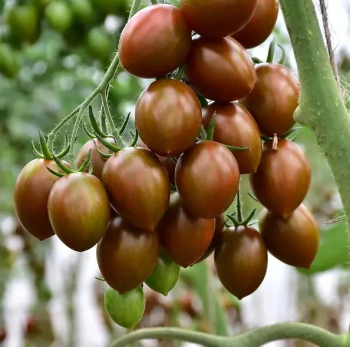 Cherrytomate �CRISPINO PLUM F1�, Cont. 0,5 l