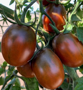 Cherrytomate �CRISPINO PLUM F1�, Cont. 0,5 l