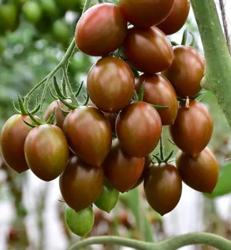 Cherrytomate �CRISPINO PLUM F1�, Cont. 0,5 l