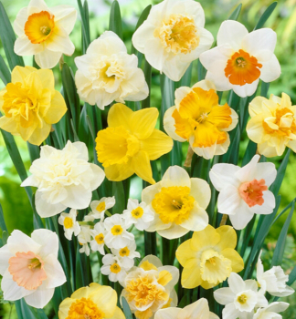 Narzisse 'LARGE FLOWERING MIXTURE Packungsinhalt 5 St.