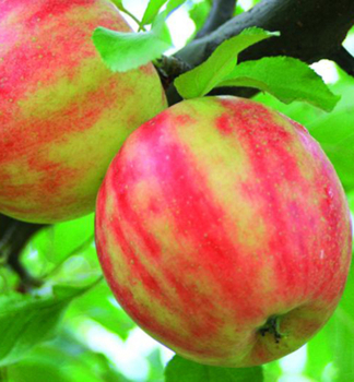 Apfel KARNEVAL Unterlage M7, 160-170 cm, Cont. 7,5 l