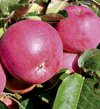 Apfelbaum ADMIRAL Unterlage M26, wurzelnackt