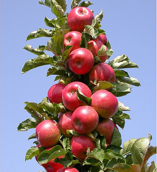 Malus domestica ADMIRAL
