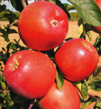 Apfel ANGOLD Unterl. M26, 120-140 cm, Cont. 3 l