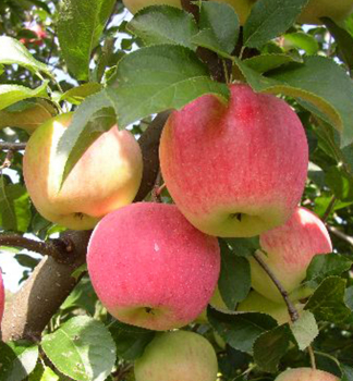pfel 'FLORINA' Unterlage M9, wurzelnackt