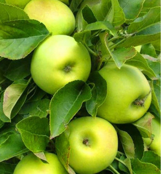 Sulenapfel SONET Unterlage M7, 80-110 cm, Cont. 3 l