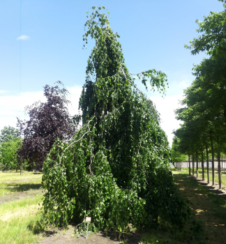 Hngebuche 'PENDULA' 280-310 cm, Cont. 12 l