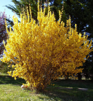 Goldglckchen SPECTABILIS 50-60 cm, Cont. 2,5 l