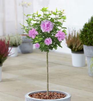 Straucheibisch ARDENS auf Stamm 120 cm, Cont. 10 l