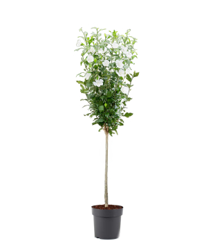 Straucheibisch FLOWER TOWER WHITE auf Stamm 50 cm, Cont. 4,5 l