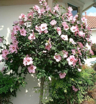 Straucheibisch HAMABO auf Stamm 120 cm, Cont. 12 l